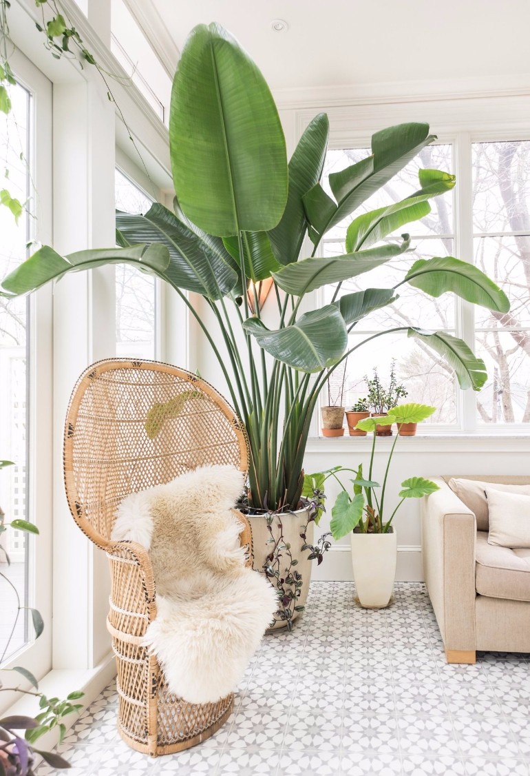 Living Room Ideas With Fresh Plants