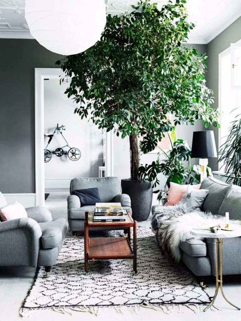 Indoor Trees Ideas For Your Living Room Decor